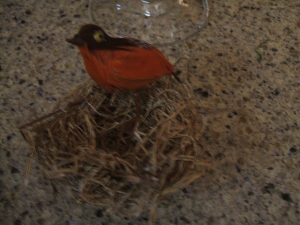 Bird on homemade nest.