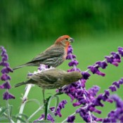House Finches landed on purple sage flowers