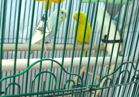 Two parakeets in a cage.