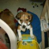 Beagle puppy standing up against a cat litter box.