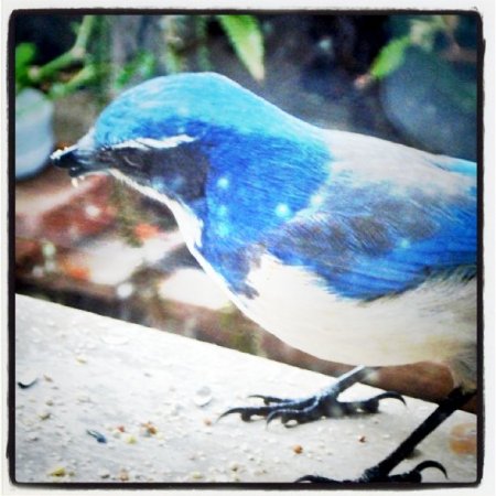 Bluebird with broken beak.