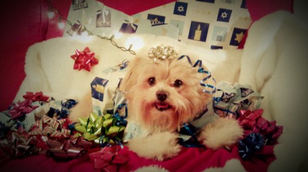 Nino the Yorkie-Poolying on wrapping paper and surrounded by gift bows.