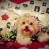Nino the Yorkie-Poolying on wrapping paper and surrounded by gift bows.