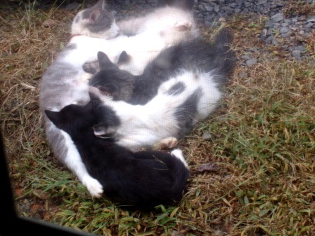 Cat nursing kittens.