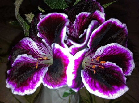 pure and white geranium