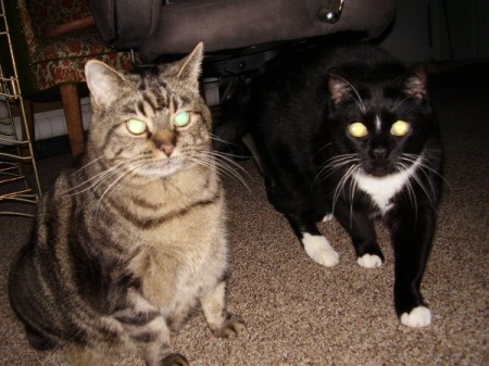 Tabby and black and white cats looking at camera.