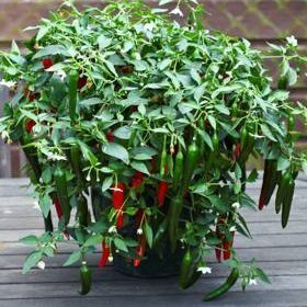 pepper plant