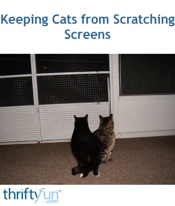 Keeping Cats from Scratching Screens ThriftyFun