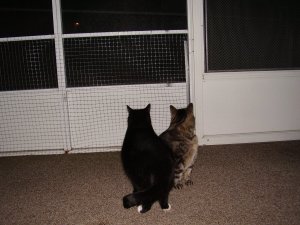 Cat porch with screen protection.