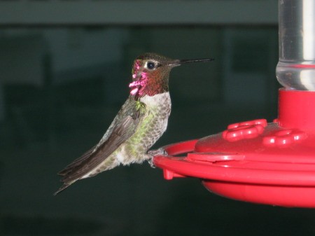 Closeup of hummingbird on red plastic feeder.