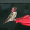 Closeup of hummingbird on red plastic feeder.