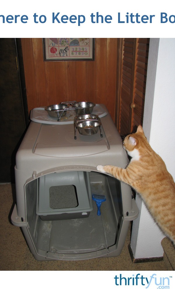 Where To Keep The Litter Box Thriftyfun - How To Get Cat Litter Smell Out Of Basement Where To Keep The Litter Box Thriftyfun - How To Get Cat Litter Smell Out Of Basement