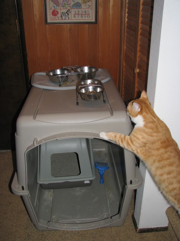 Litterbox in the basement inside a dog crate.