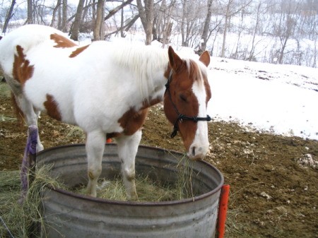 Scout the Paint Horse Eating Hay