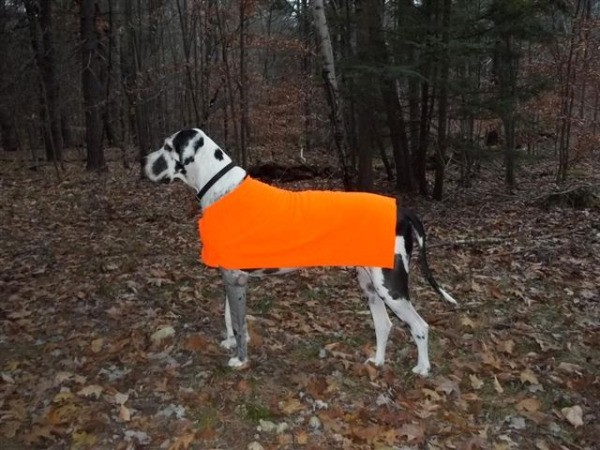 Great Dane in orange jacket.