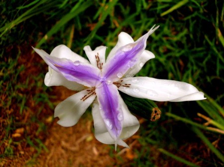 Purple and white flower.