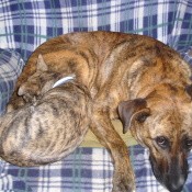 Dog on chair.