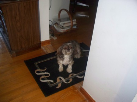 Dog with arthritis standing on throw rug.