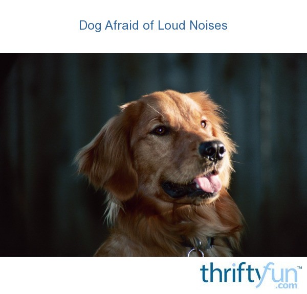 Dog Afraid of Loud Noises? ThriftyFun