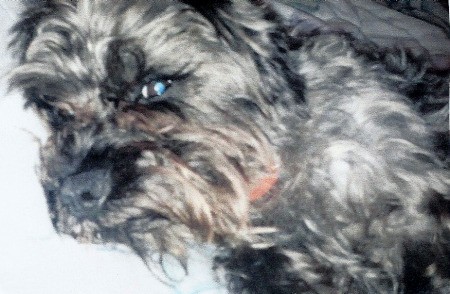Closeup of a shaggy black and gray dog.