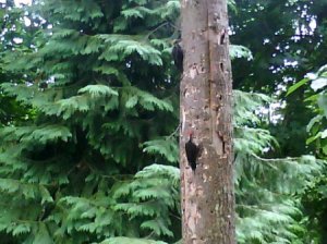 Mated Woodpeckers in Tree