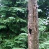 Mated Woodpeckers in Tree