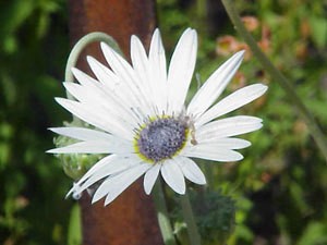 African Daisy Photo