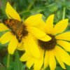 Butterfly on Yellow Flowers