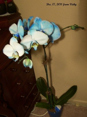 Died Blue Orchid Flowers