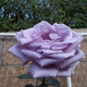 A light purple rose that is entirely open.
