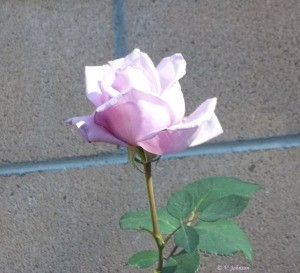 A lavender rose bloom just opening up.