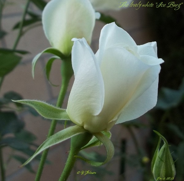White rosebuds in the garden.