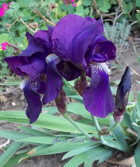 A purple iris growing in a garden.