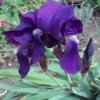 A purple iris growing in a garden.