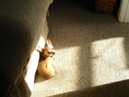 A small dog next to a couch.