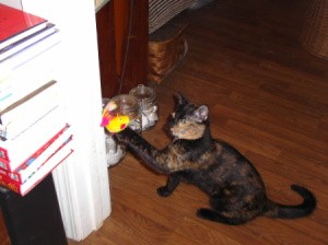 A young tortiseshell kitten playing with a toy.