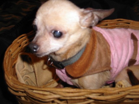 A small aging dog in a basket.