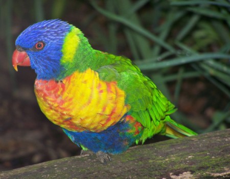 A lorikeet at the Montecasino Bird Gardens, South Africa.