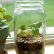 Making a Terrarium, Small Terrarium in Mason Jar