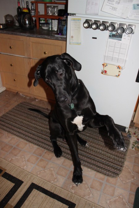 Black Great Dane puppy ready to shake his paw.
