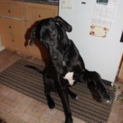 Black Great Dane puppy ready to shake his paw.