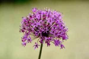 Allium