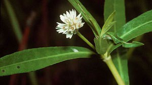 Alternanthera Flower