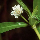 Alternanthera Flower