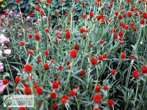 Amaranth Flowers