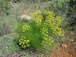 Fennel Plant