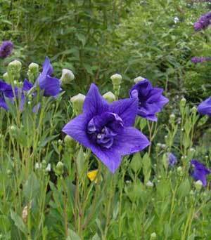 Balloon Flowers