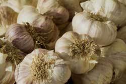 Garlic Bulbs