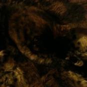A tortoiseshell cat sleeping on a furry blanket which is the same color.