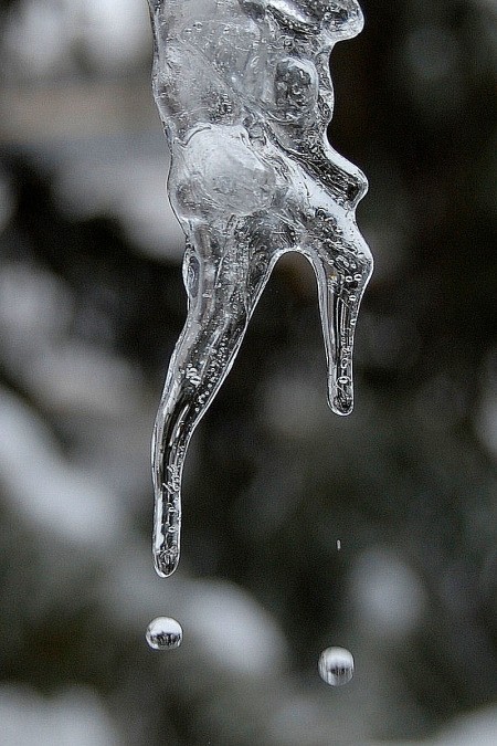 Twin water drops from a melting icicle.